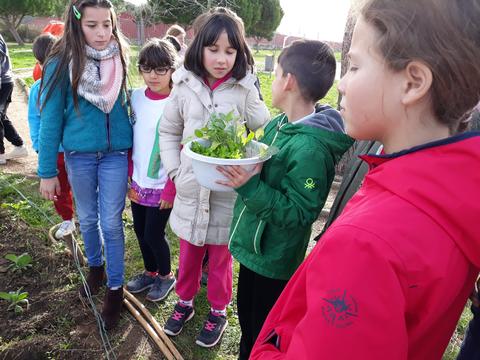 Escolha das plantas.